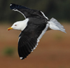 1cy fuscus in August, ringed in Finland. (81365 bytes)